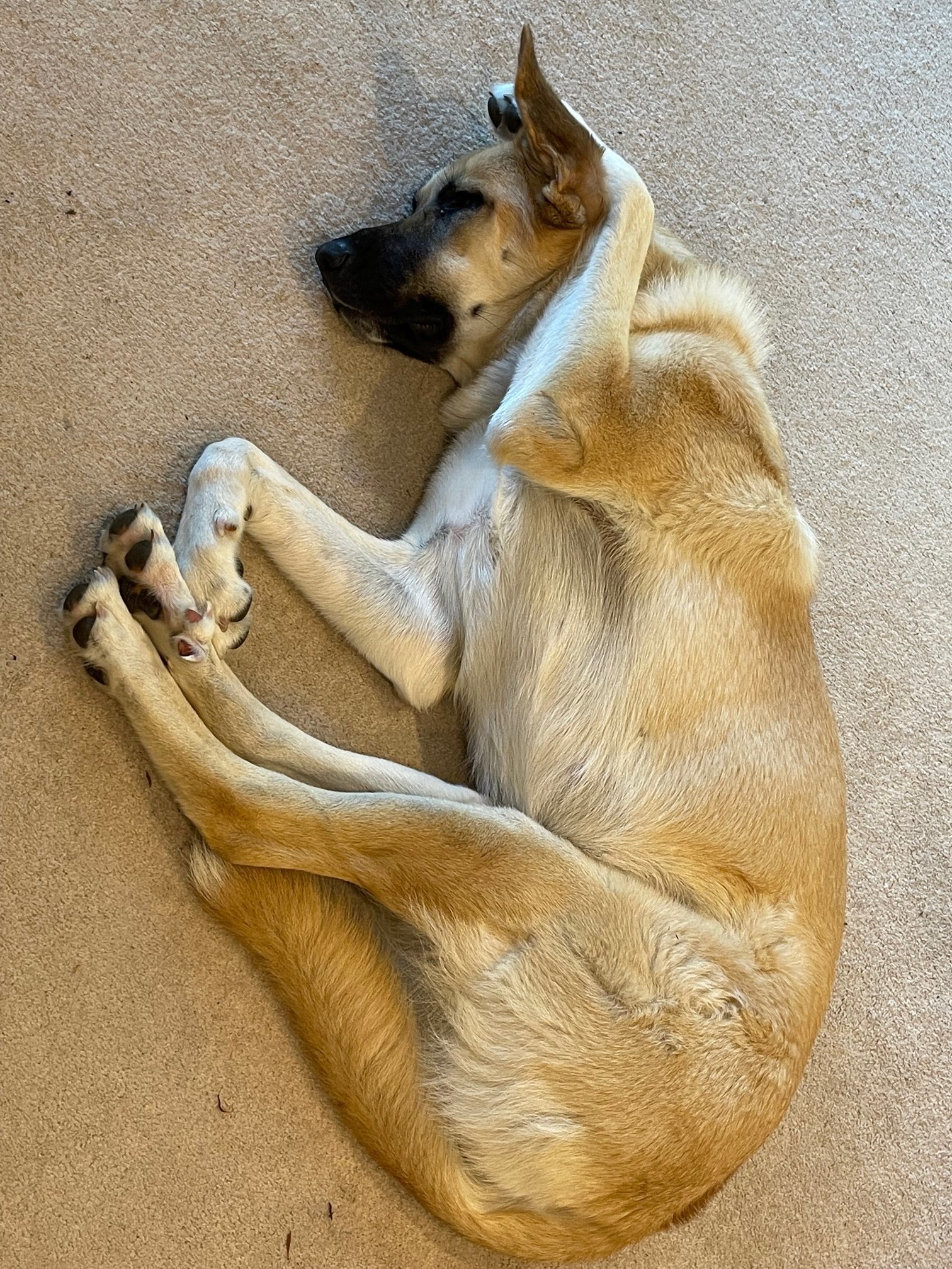 Dixie - ADOPTED!, an adoptable Great Pyrenees, German Shepherd Dog in Issaquah, WA, 98027 | Photo Image 2