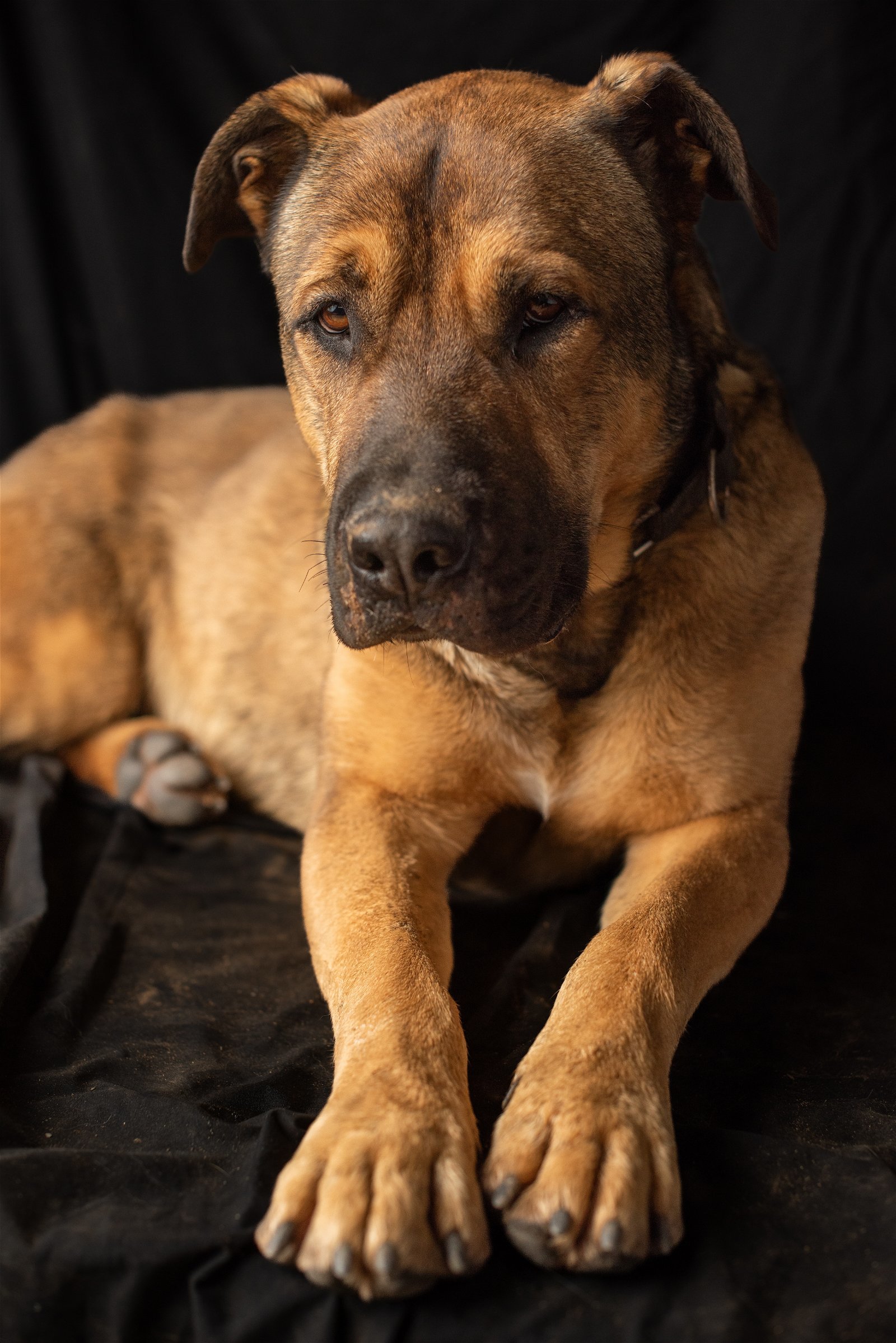 Beau, an adoptable Mastiff, Shepherd in Yreka, CA, 96097 | Photo Image 1