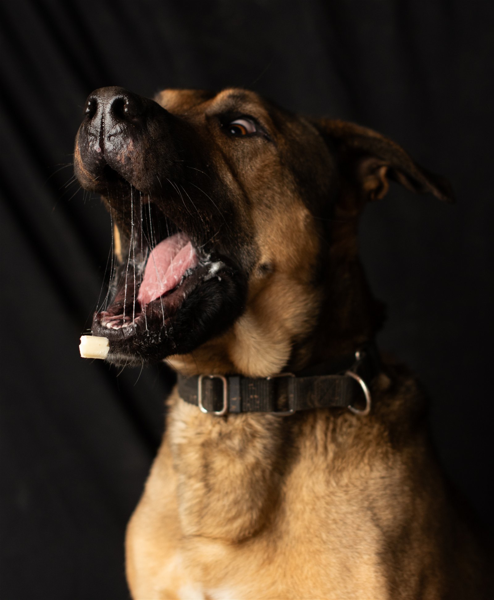 Beau, an adoptable Mastiff, Shepherd in Yreka, CA, 96097 | Photo Image 2