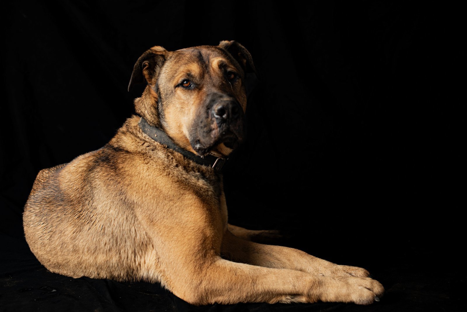 Beau, an adoptable Mastiff, Shepherd in Yreka, CA, 96097 | Photo Image 3