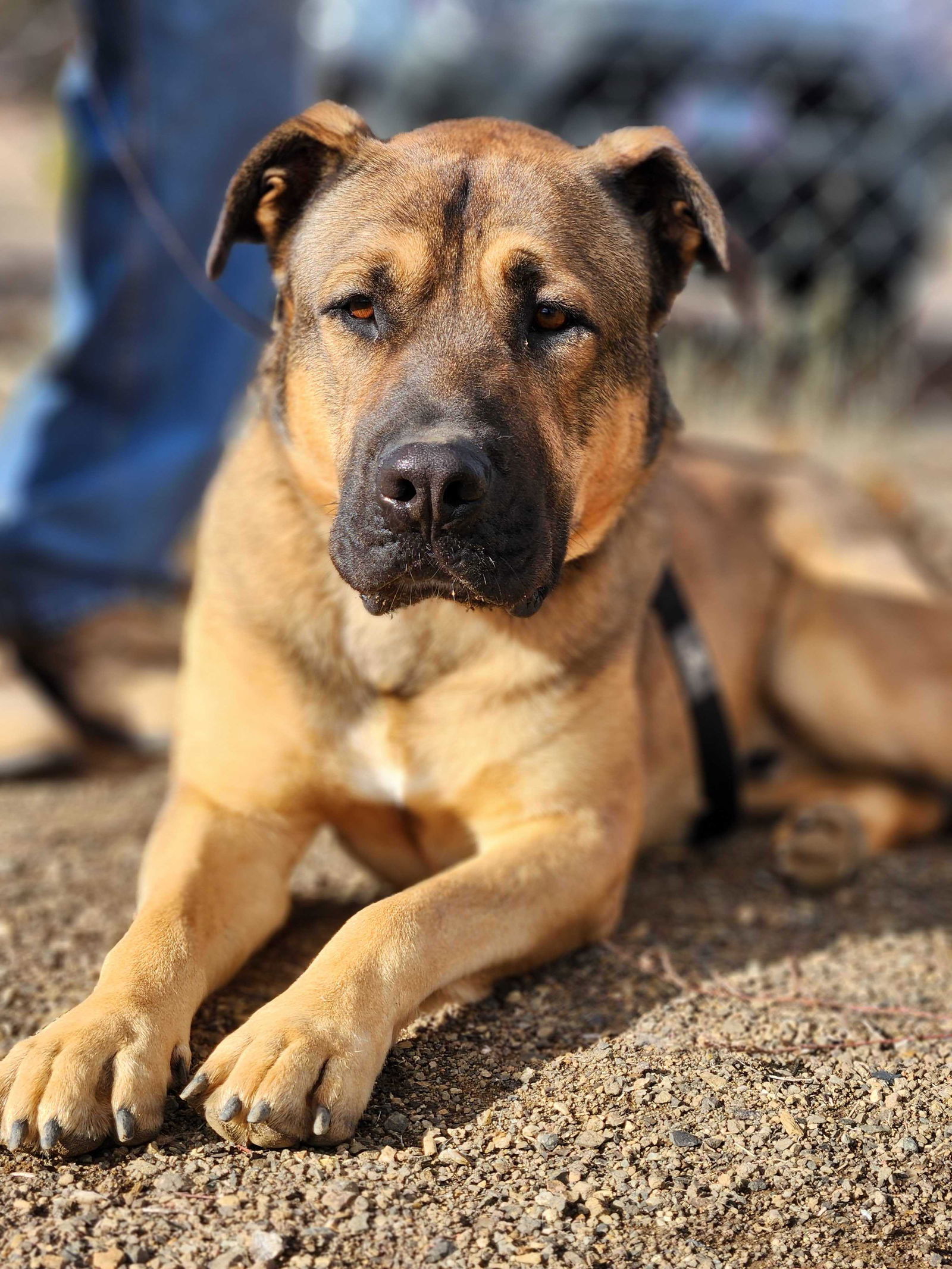 Beau, an adoptable Mastiff, Shepherd in Yreka, CA, 96097 | Photo Image 3