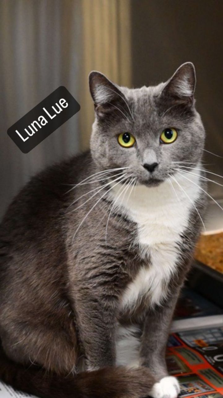 Luna Lue, an adoptable Domestic Short Hair Mix in Bridgewater, NJ_image-1