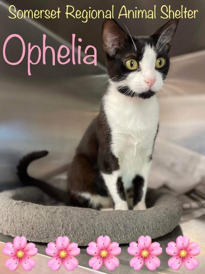 Ophelia, an adoptable Domestic Short Hair Mix in Bridgewater, NJ_image-1