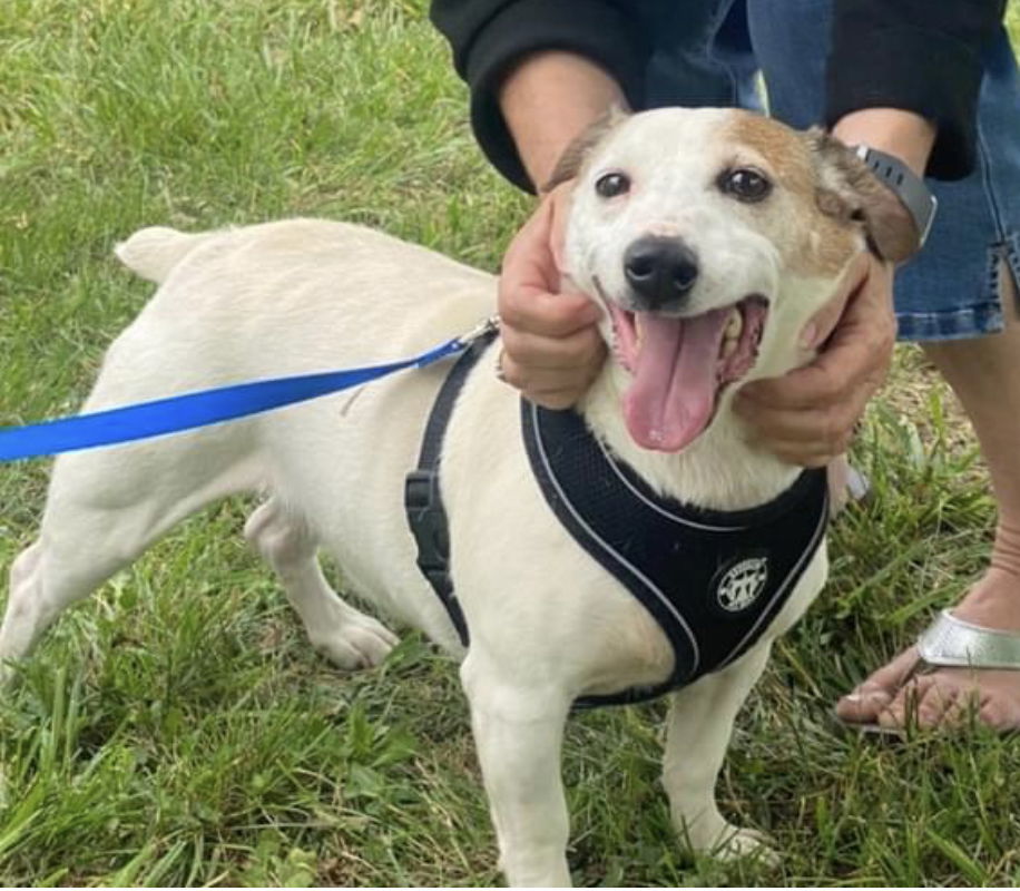 Meatball *, an adoptable Jack Russell Terrier in Columbia, TN, 38401 | Photo Image 1