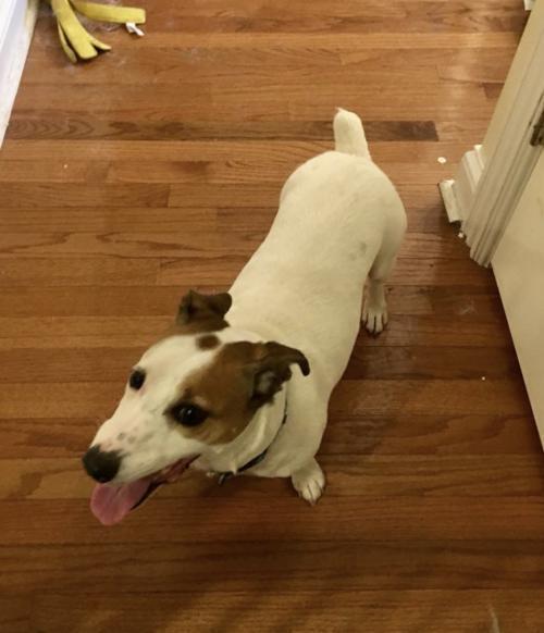 Meatball ~, an adoptable Jack Russell Terrier in Columbia, TN, 38401 | Photo Image 2