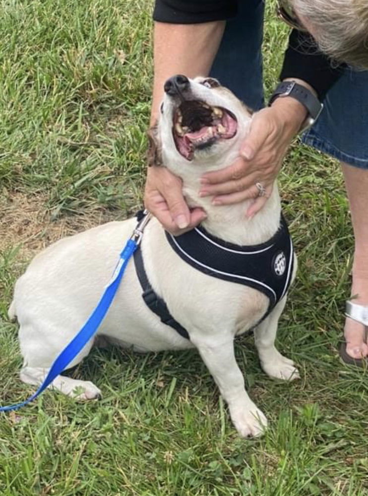 Meatball *, an adoptable Jack Russell Terrier in Columbia, TN, 38401 | Photo Image 3