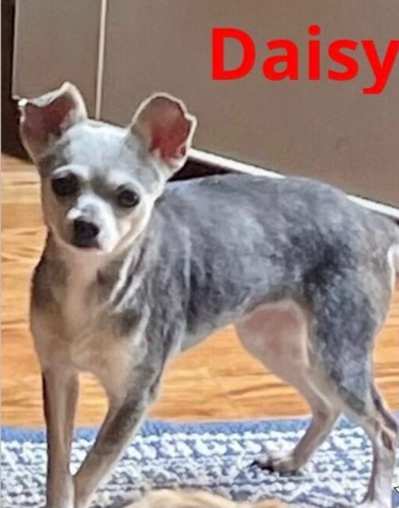 Daisy the Wee Chi