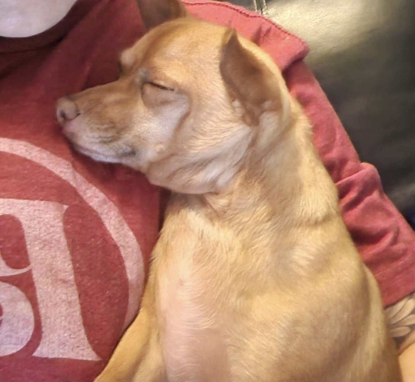 Nike, an adoptable Chihuahua, Terrier in Texarkana, TX, 75503 | Photo Image 1