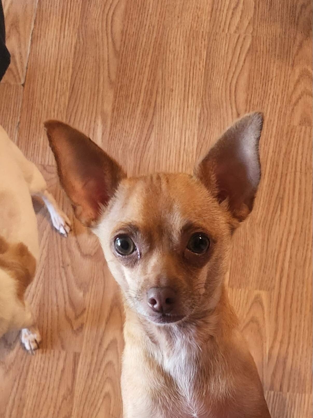 Nike, an adoptable Chihuahua, Terrier in Texarkana, TX, 75503 | Photo Image 2