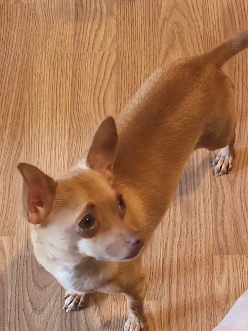Nike, an adoptable Chihuahua, Terrier in Texarkana, TX, 75503 | Photo Image 3
