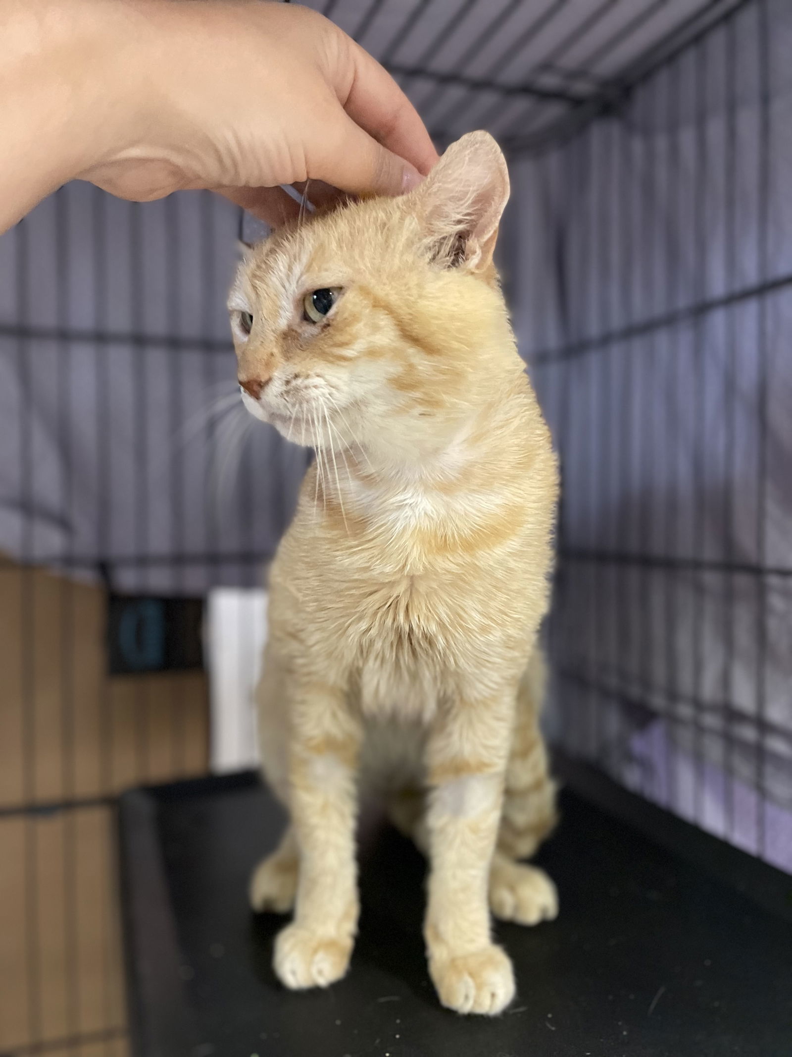 Meatball, an adoptable Domestic Short Hair in Margate, FL, 33068 | Photo Image 5