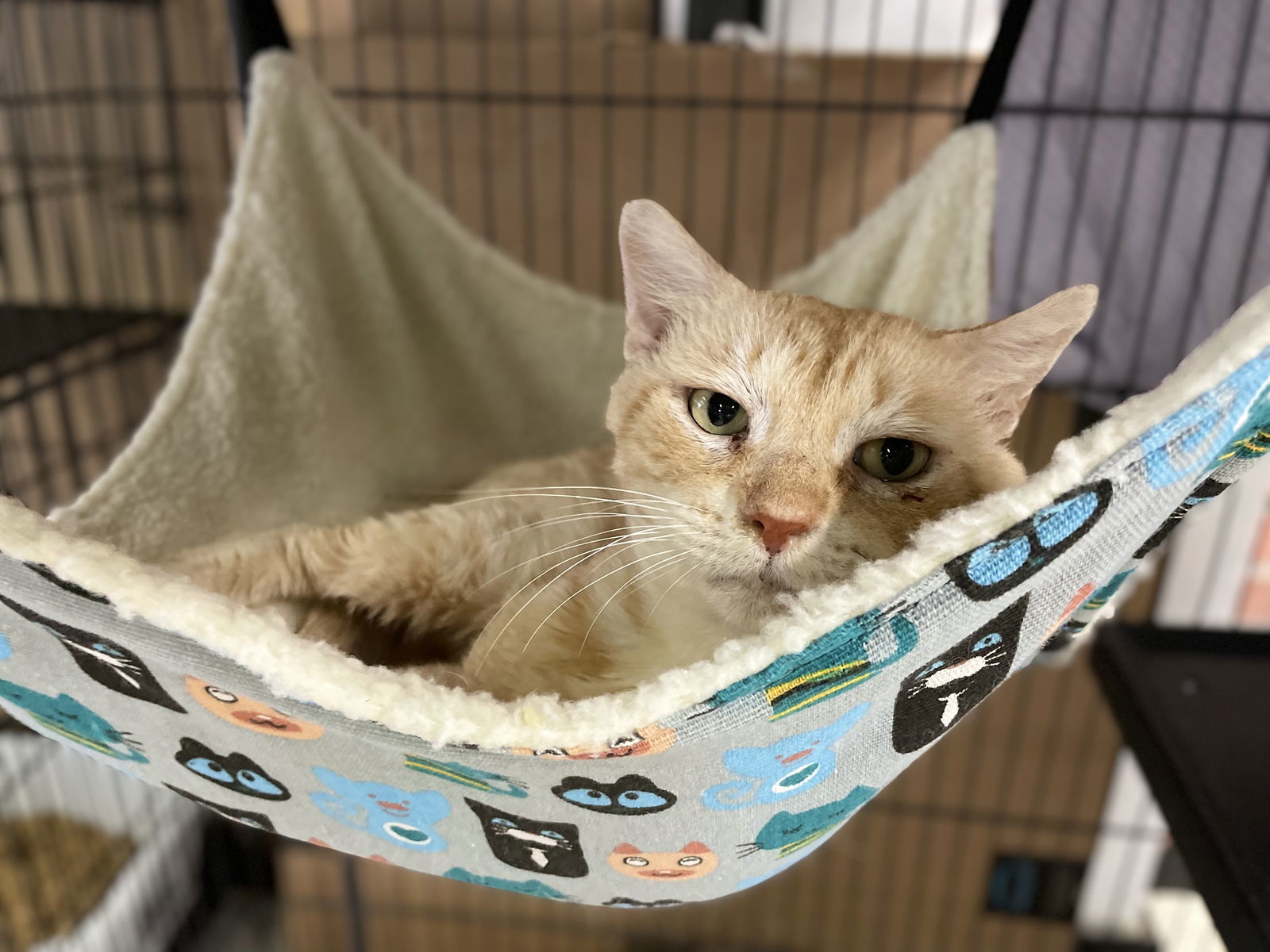 Meatball, an adoptable Domestic Short Hair in Margate, FL, 33068 | Photo Image 6