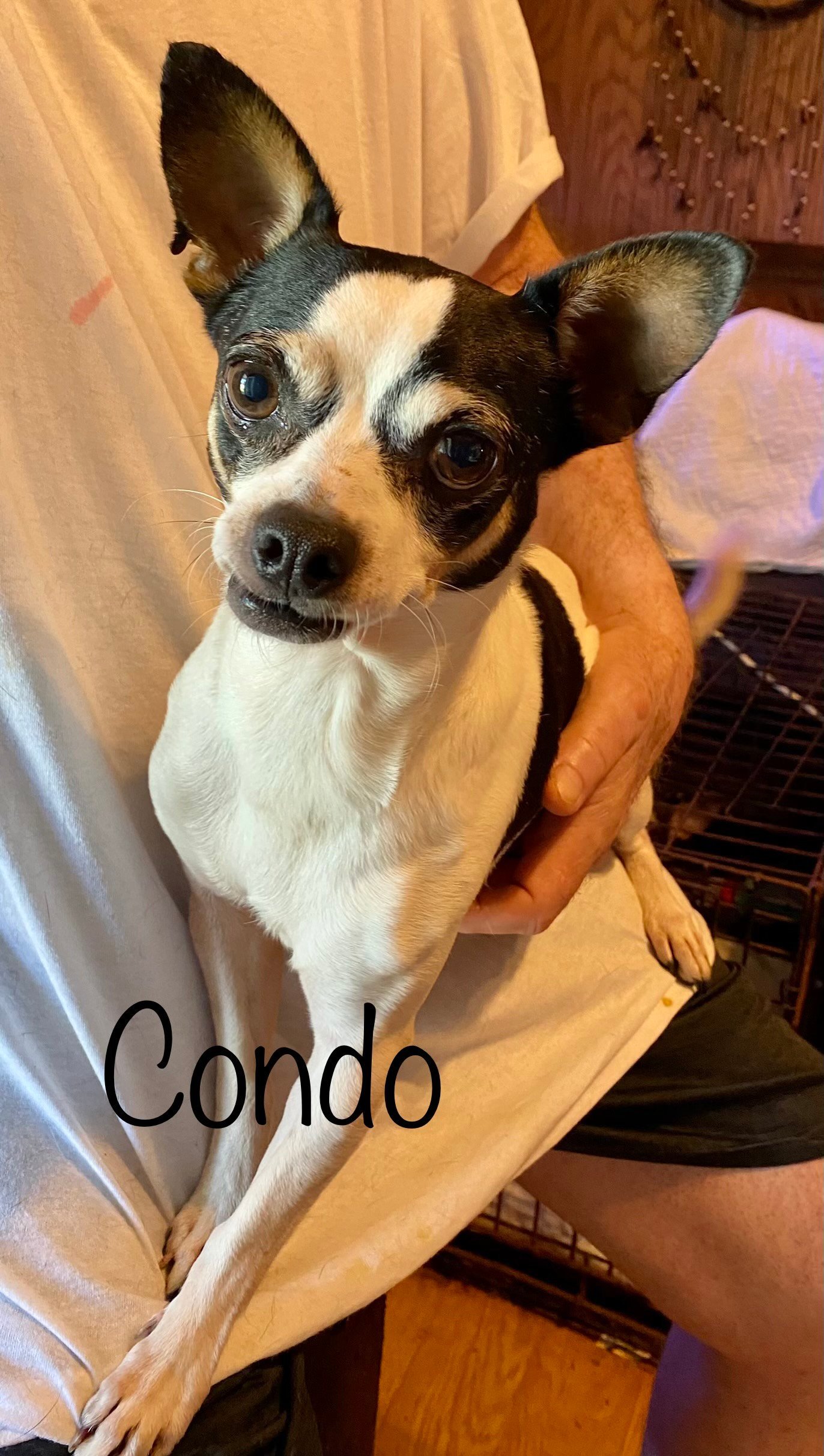 Condo - Adoption Pending!