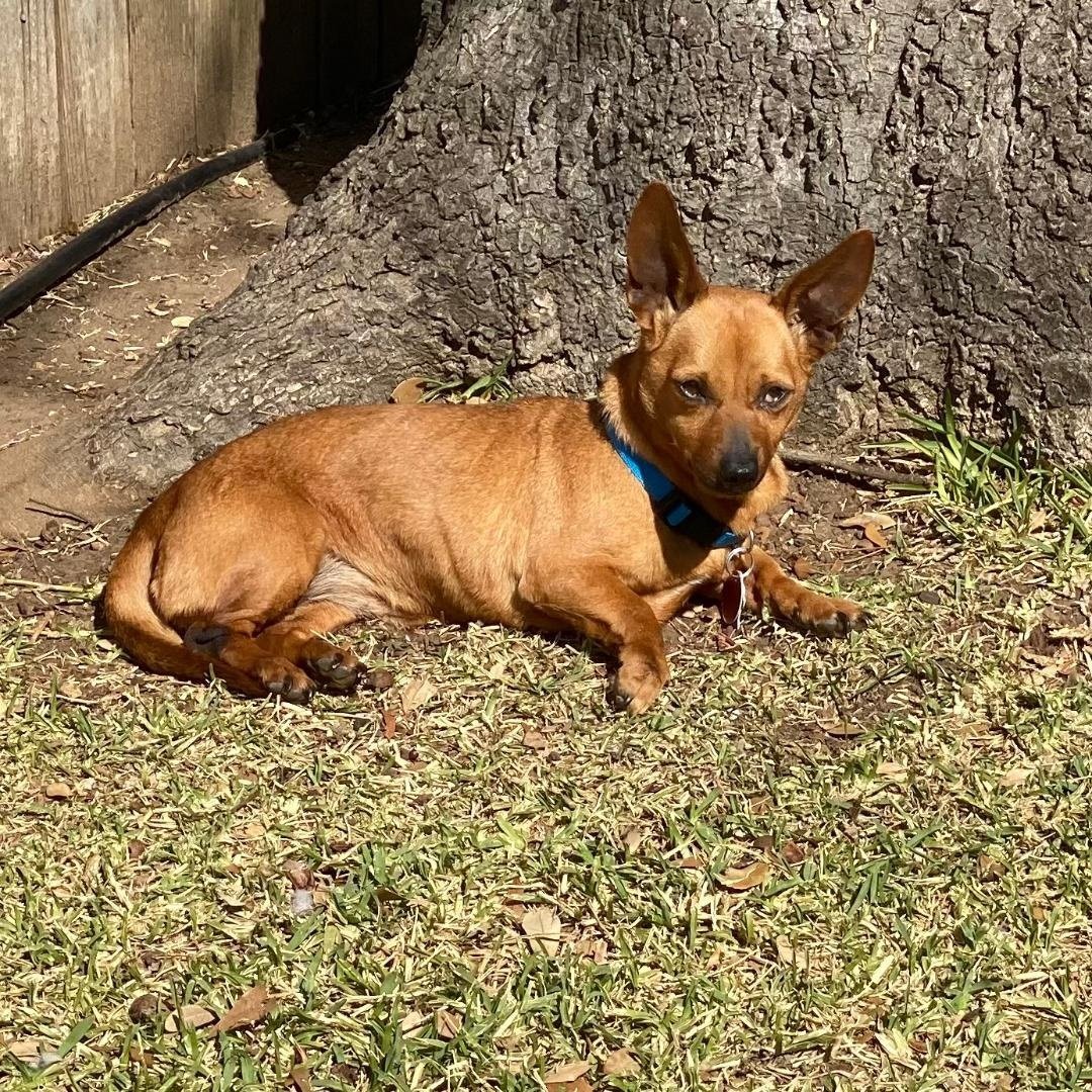 Mya, an adoptable Dachshund, Chihuahua in Pearland, TX, 77584 | Photo Image 1