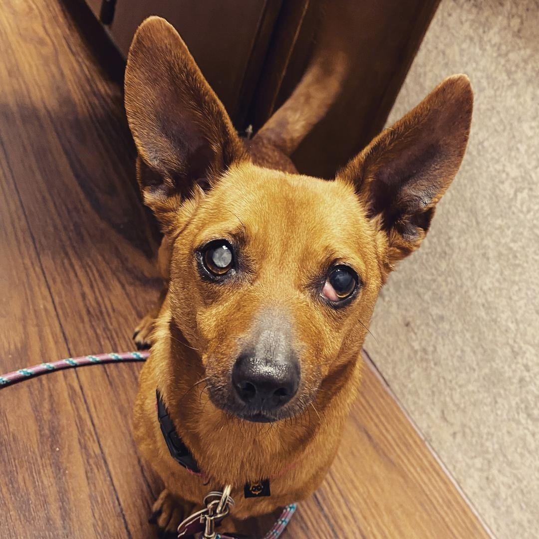Mya, an adoptable Dachshund, Chihuahua in Pearland, TX, 77584 | Photo Image 2
