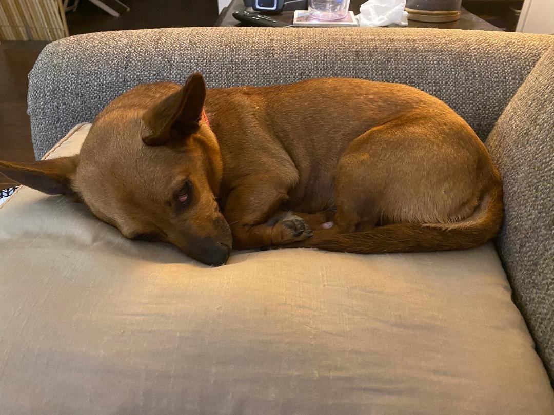 Mya, an adoptable Dachshund, Chihuahua in Pearland, TX, 77584 | Photo Image 3