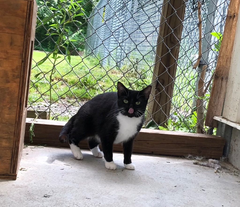 Taylor, an adoptable Domestic Short Hair in Meriden, CT, 06451 | Photo Image 1