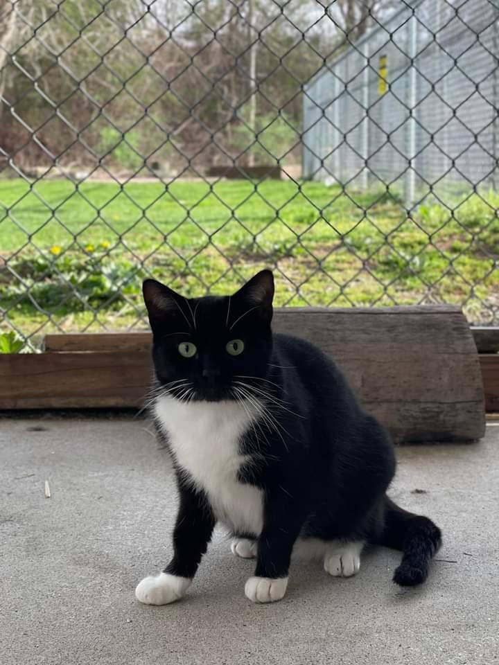 Taylor, an adoptable Domestic Short Hair in Meriden, CT, 06451 | Photo Image 2