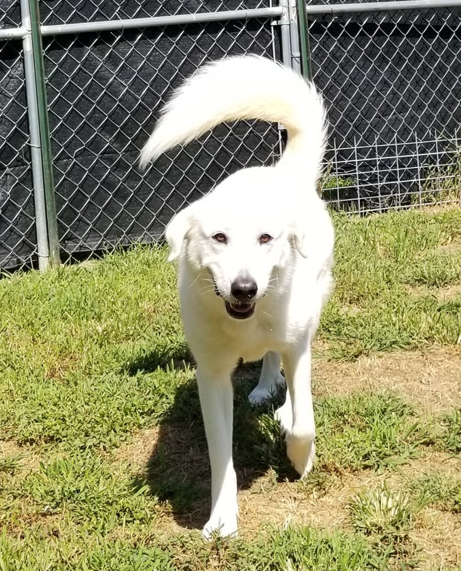 Opal, an adoptable Great Pyrenees in Thomasville, NC, 27361 | Photo Image 1