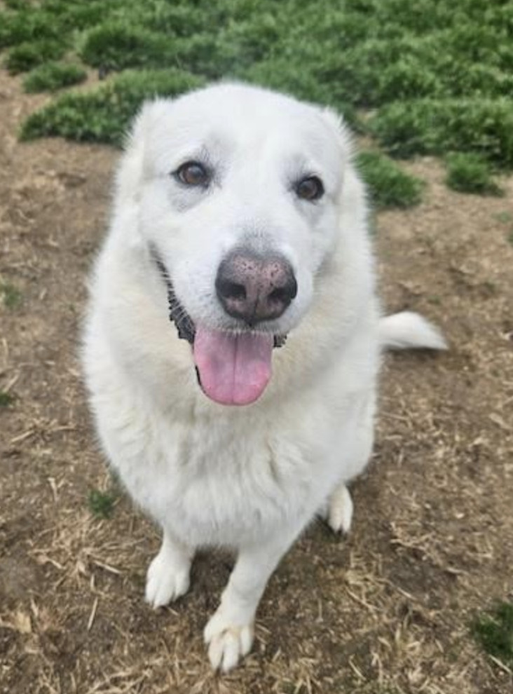 Opal, an adoptable Great Pyrenees in Thomasville, NC, 27361 | Photo Image 1