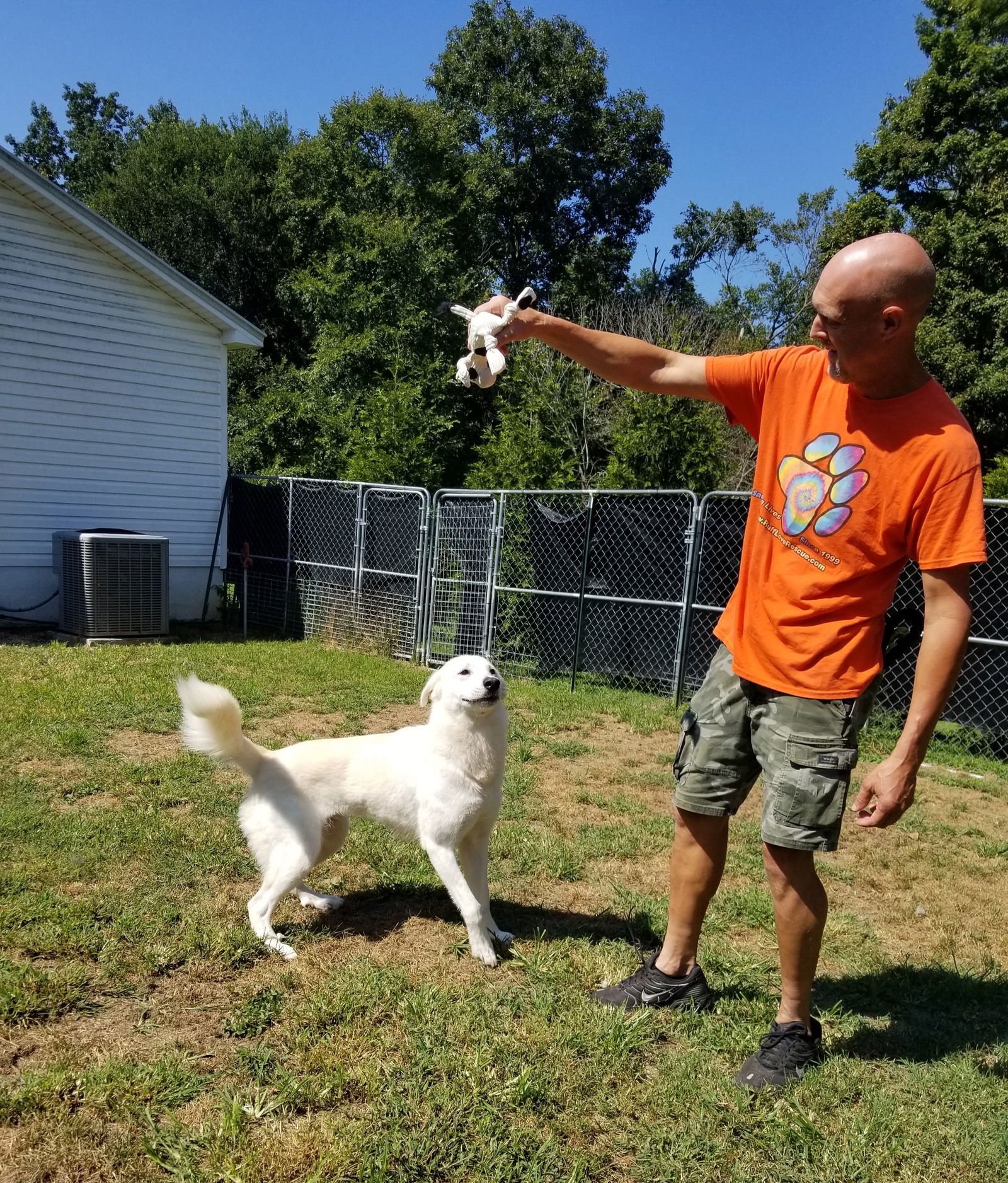 Opal, an adoptable Great Pyrenees in Thomasville, NC, 27361 | Photo Image 2