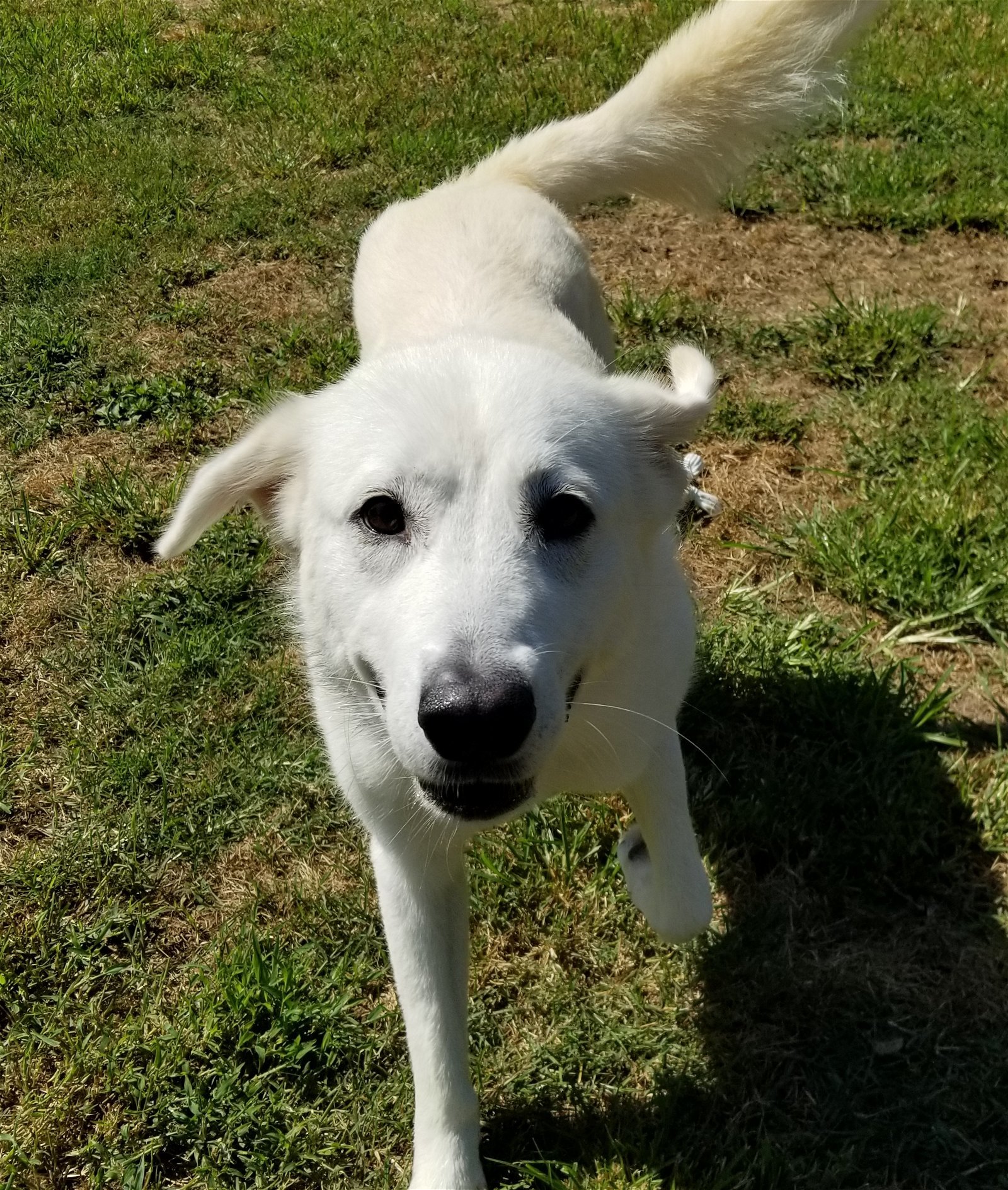 Opal, an adoptable Great Pyrenees in Thomasville, NC, 27361 | Photo Image 3