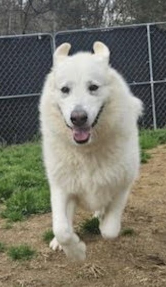 Opal, an adoptable Great Pyrenees in Thomasville, NC, 27361 | Photo Image 3