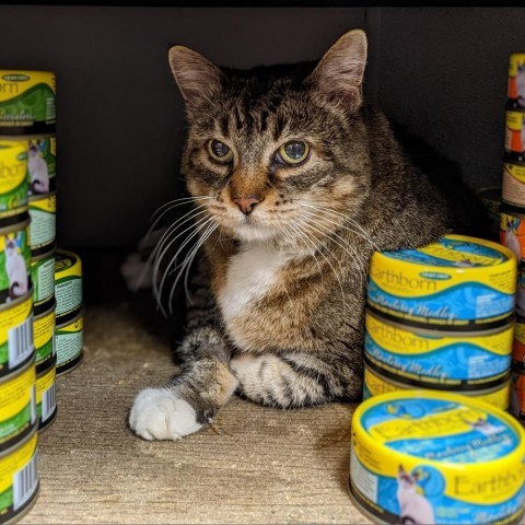 Maizy, an adoptable Domestic Short Hair in Morrison, CO, 80465 | Photo Image 1