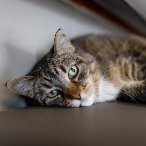 Maizy, an adoptable Domestic Short Hair in Morrison, CO, 80465 | Photo Image 2