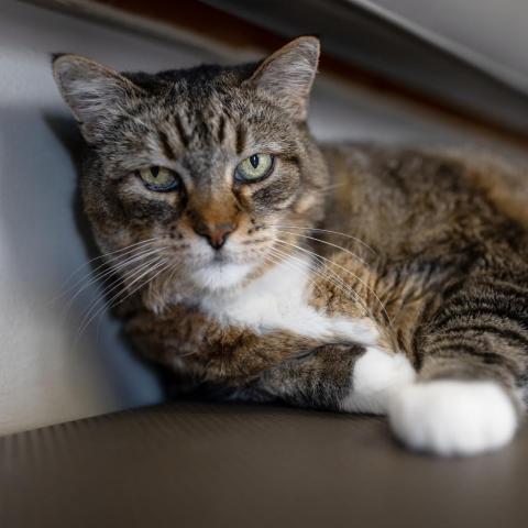 Maizy, an adoptable Domestic Short Hair in Morrison, CO, 80465 | Photo Image 3