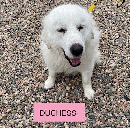 DUCHESS