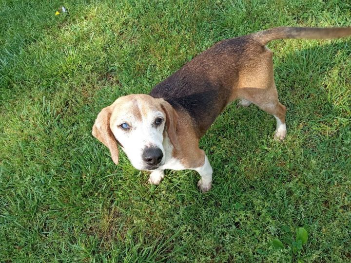 Bagel, an adoptable Beagle in Rustburg, VA_image-1