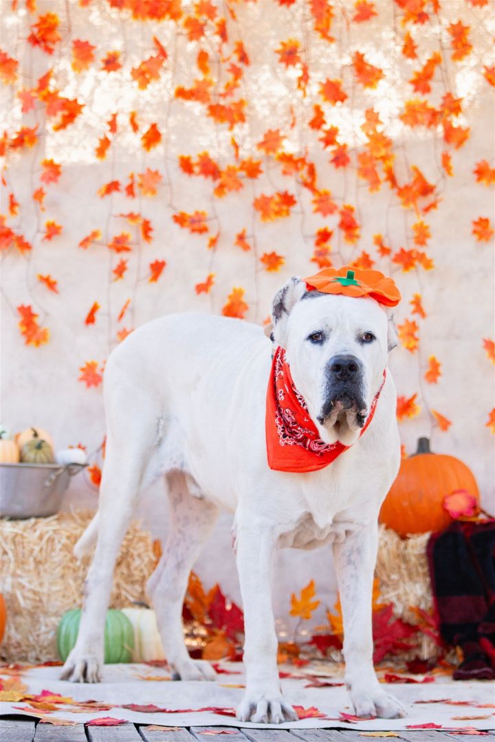 Cane Corso Pictures - AZ Animals