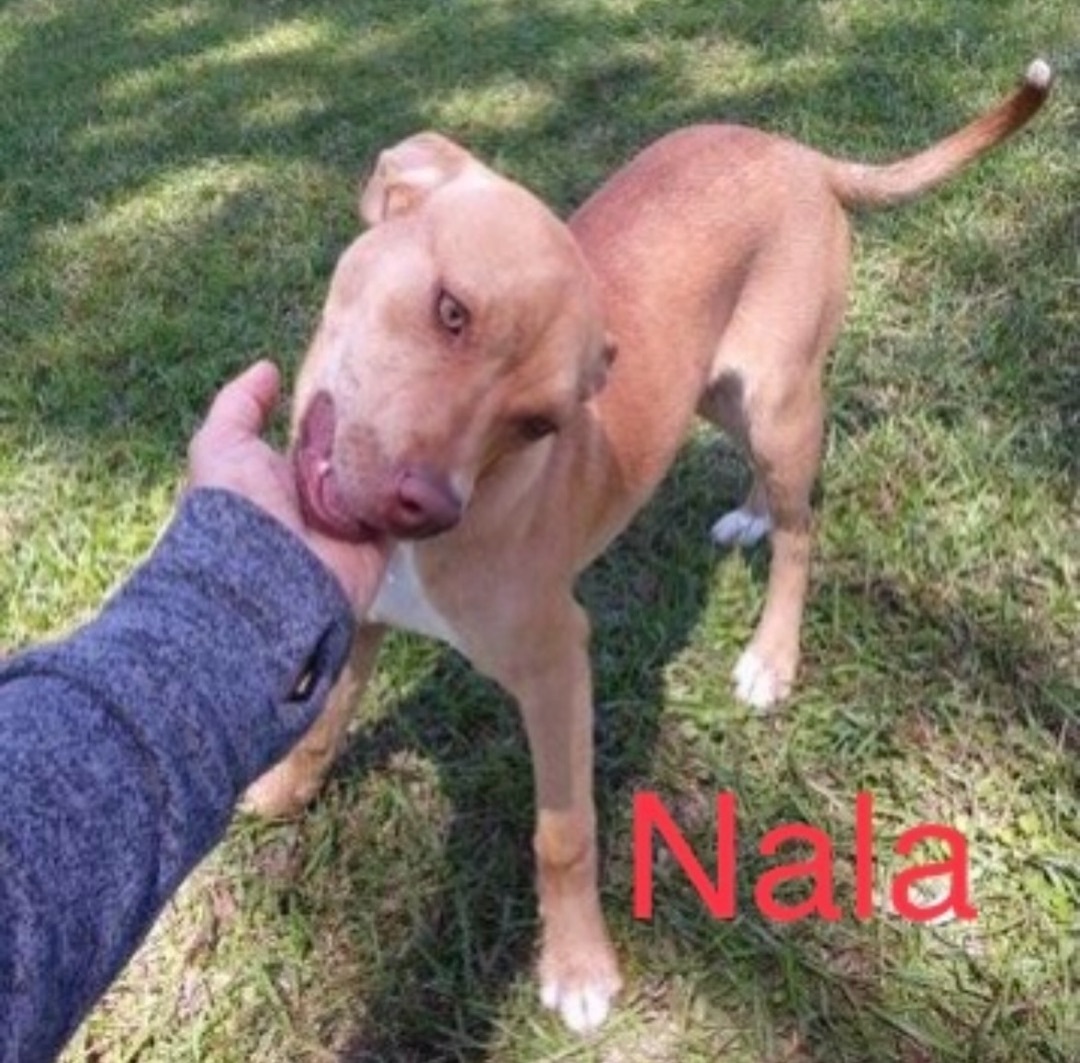 Nala