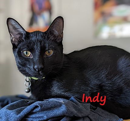 Indy #copper-penny-eyes, an adoptable Bombay, Domestic Short Hair in Houston, TX, 77005 | Photo Image 2