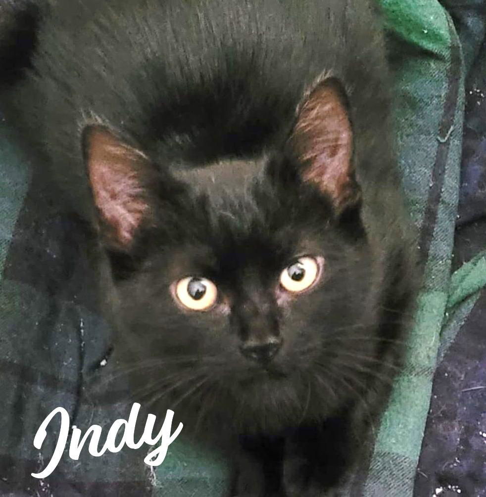 Indy #copper-penny-eyes, an adoptable Bombay, Domestic Short Hair in Houston, TX, 77005 | Photo Image 3