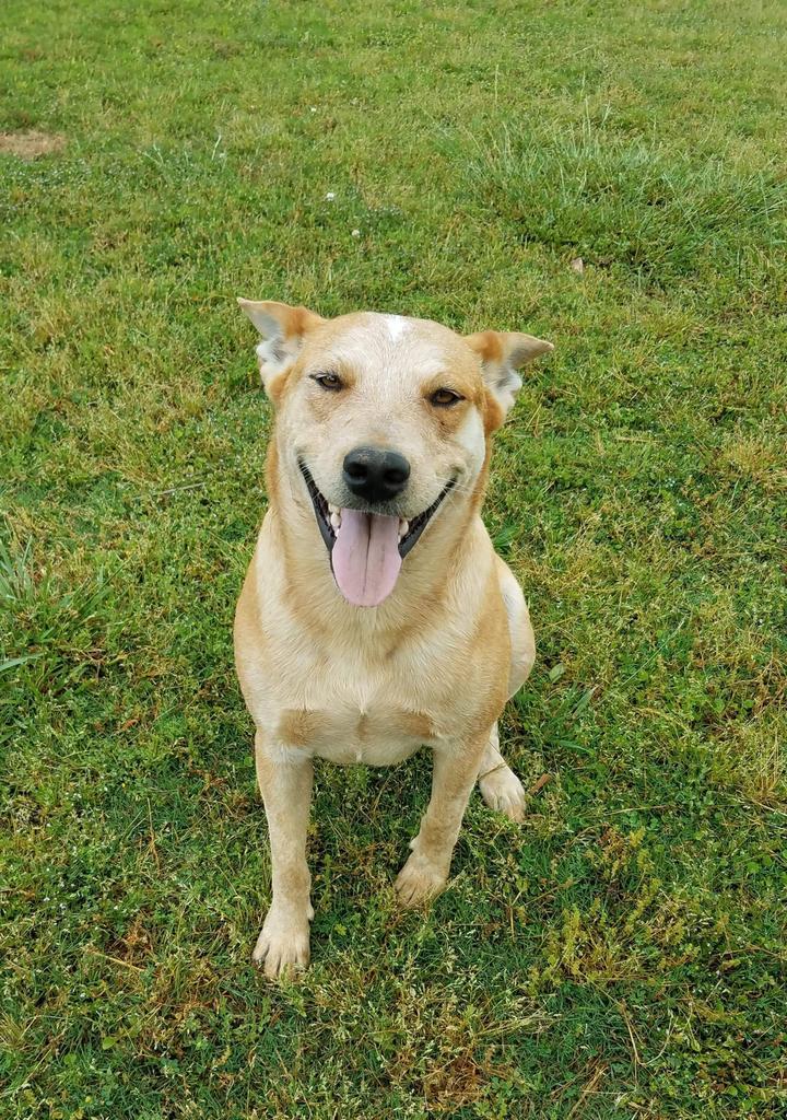 Baracus, an adoptable Cattle Dog in Fort Oglethorpe, GA_image-1
