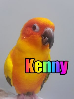 parrot rescue organizations near me