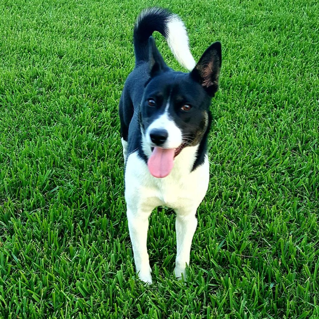 Shine, an adoptable Husky in Houston, TX, 77095 | Photo Image 1