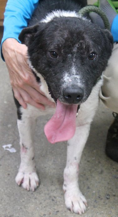 Hodor, an adoptable Black Labrador Retriever Mix in Carrollton, GA_image-2