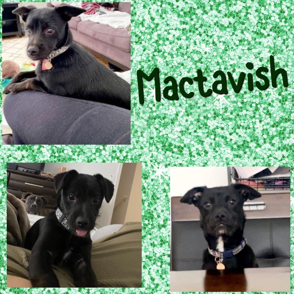 Mactavish