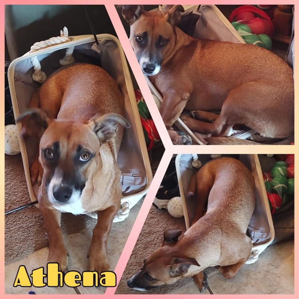 Athena