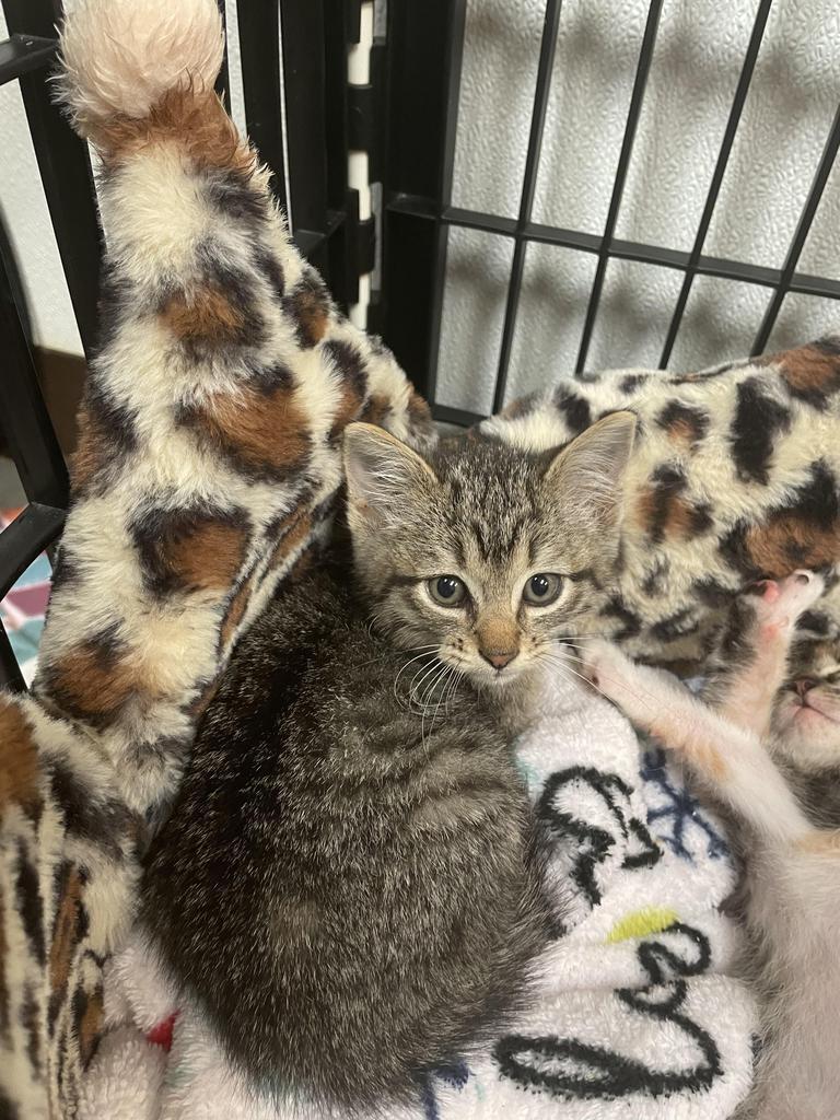 Persia, an adoptable American Shorthair in Fulton, TX, 78358 | Photo Image 2