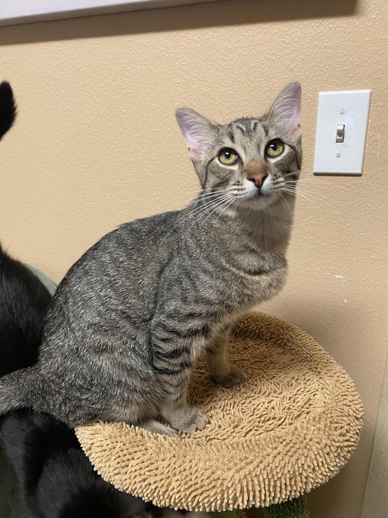 Persia, an adoptable American Shorthair in Fulton, TX, 78358 | Photo Image 4