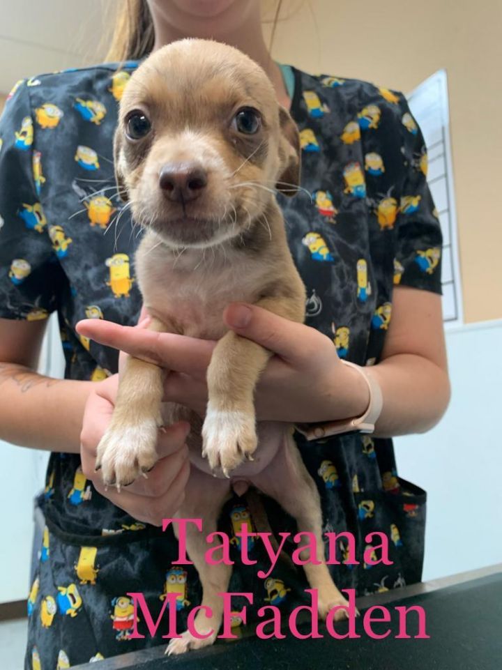 Tatyana McFadden, an adoptable American Staffordshire Terrier & American Bulldog Mix in Fulton, TX_image-3