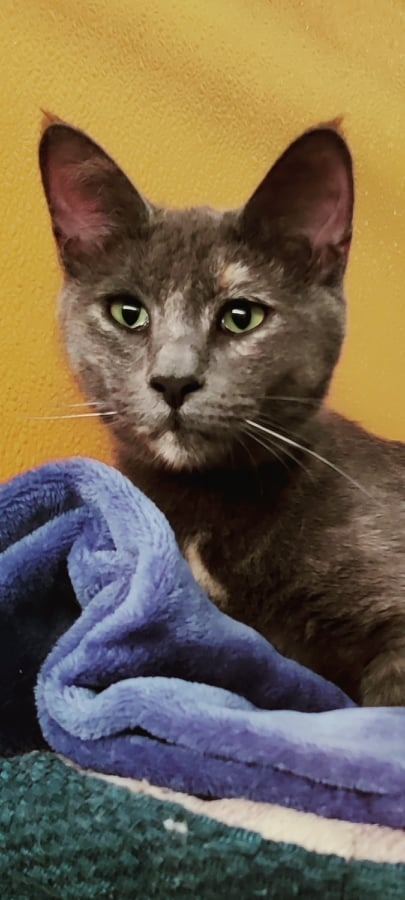 Butterscotch, an adoptable Domestic Short Hair in Salt Lake City, UT, 84117 | Photo Image 1