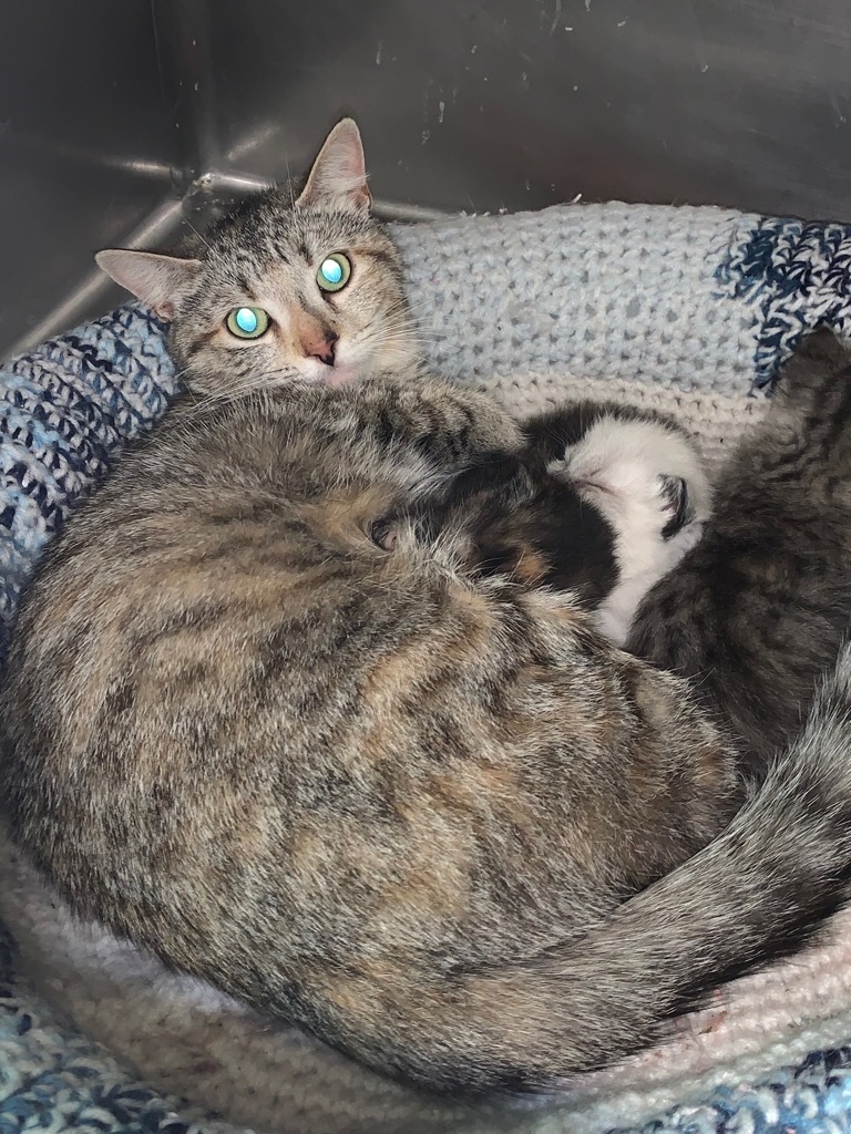 Sage, an adoptable Domestic Short Hair in Cambridge, MD, 21613 | Photo Image 2