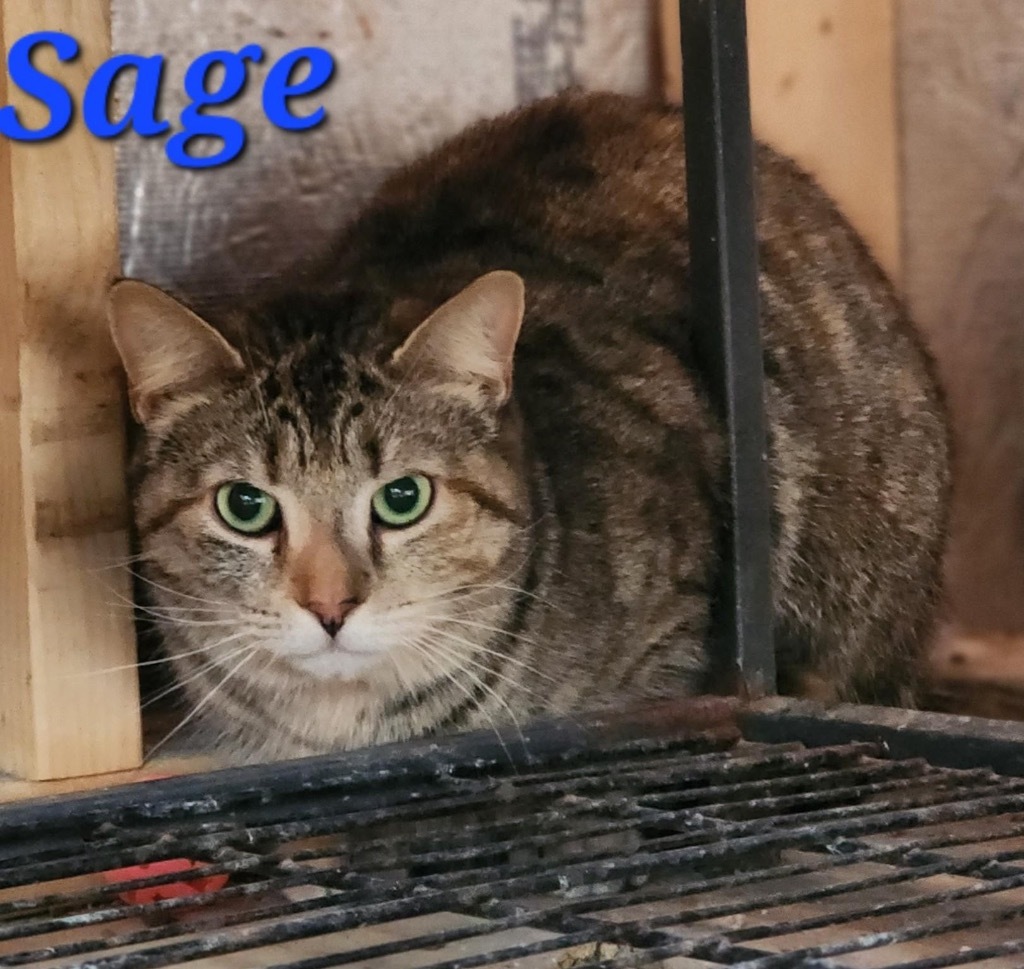 Sage