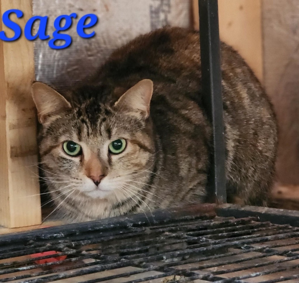 Sage, an adoptable Domestic Short Hair in Cambridge, MD, 21613 | Photo Image 3