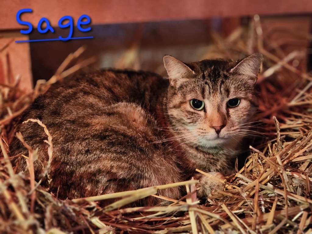 Sage, an adoptable Domestic Short Hair in Cambridge, MD, 21613 | Photo Image 4